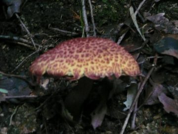 p1080236